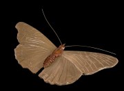 Urn mini vlinder kleine vos 8009